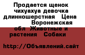 Продается щенок чихуахуа девочка длинношерстная › Цена ­ 13 000 - Воронежская обл. Животные и растения » Собаки   